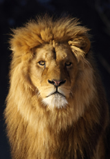 African Lion County Safari