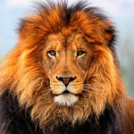 African Lion County Safari