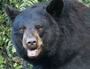 Palm Beach Zoo