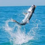 The most popular saltwater fish to catch in Florida