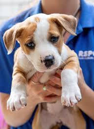 3 Ways Pet Adoption Can Be a Win for All