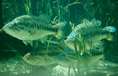 The most popular freshwater fish to catch in Florida