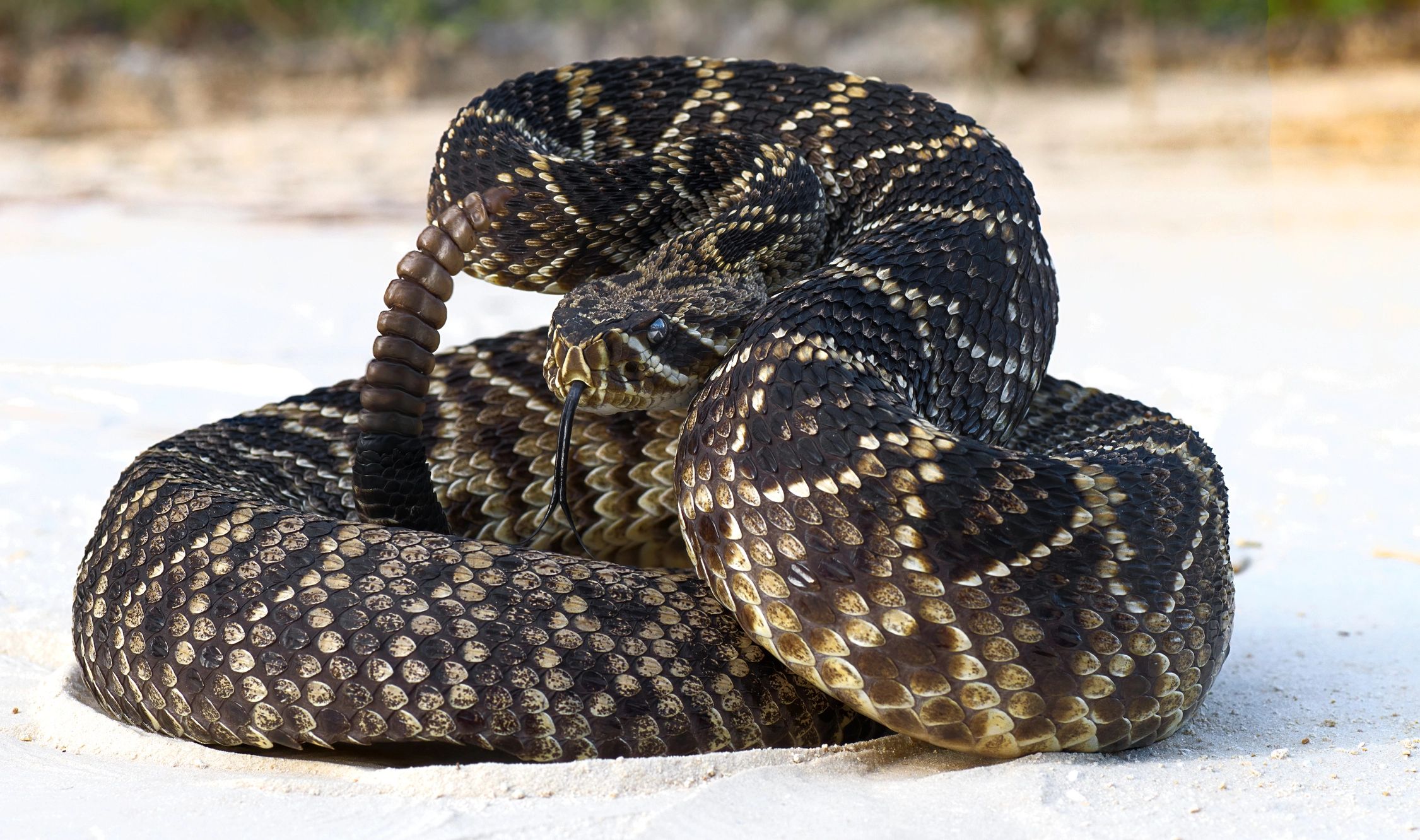 Venomous snakes in Florida