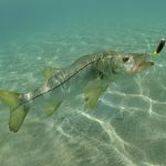 How to catch snook