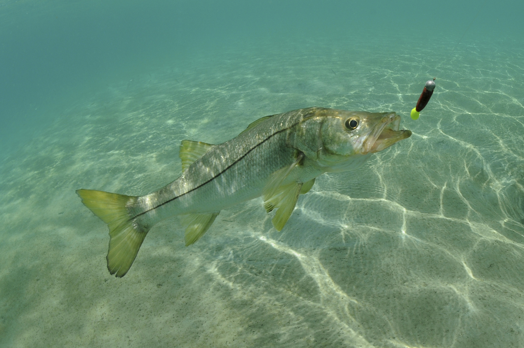 Some of the best places to fish in Florida