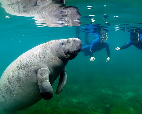 Florida manatee