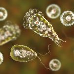 What is brain-eating amoeba?