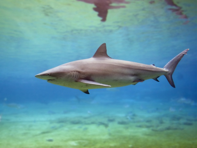 Why sharks are near the beach at dusk and dawn