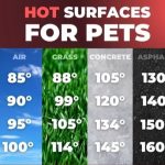 Keep Your Florida Pets Cool and Safe This Summer