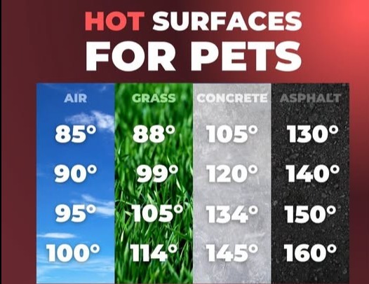 Keep Your Florida Pets Cool and Safe This Summer